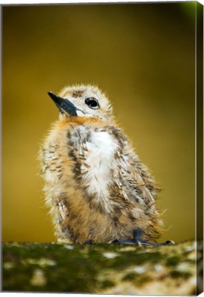 Framed Baby Seagull on Fregate Island, Seychelles Print