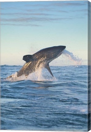 Framed Cape Town, Great white shark moves to strike a seal Print