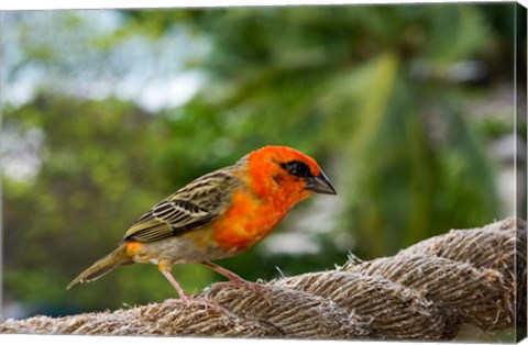 Framed Colorful Bird on Fregate Island, Seychelles, Africa Print