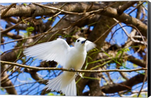 Framed Fairy Turn bird in Trees, Fregate Island, Seychelles Print