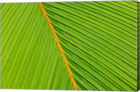 Framed Flora, Palm Frond on Fregate Island, Seychelles Print