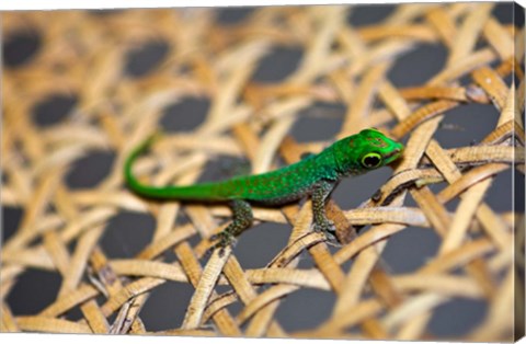 Framed Gecko lizard, Seychelles Print