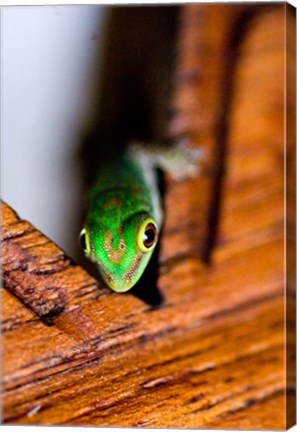 Framed Gecko lizard, Fregate Island Resort, Seychelles Print