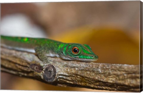 Framed Gecko lizard, La Digue Island, Seychelles, Africa Print