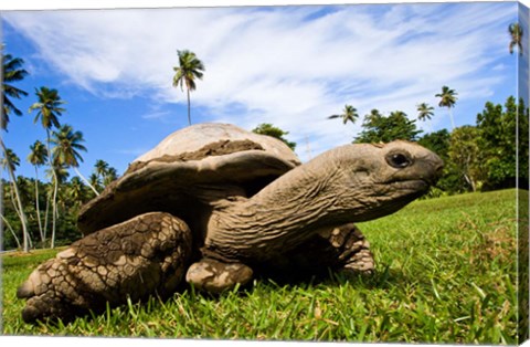 Framed Giant Tortoise on Fregate Island, Seychelles Print