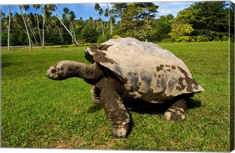 Framed Giant Tortoise, Seychelles Print