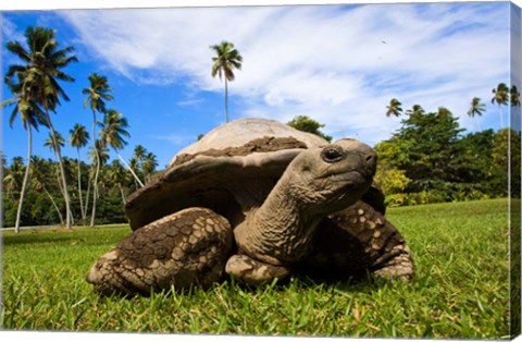 Framed Close Up of Giant Tortoise, Seychelles Print
