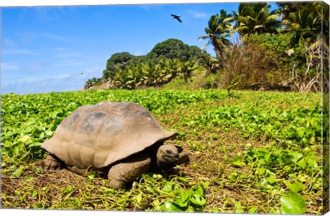 Framed Giant Tortoise in a field, Seychelles Print