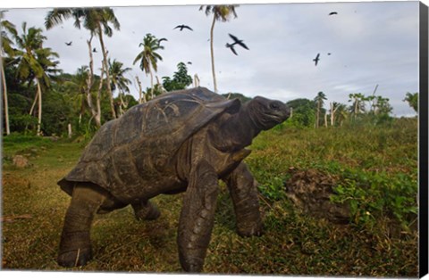 Framed Giant Tortoise, Fregate Island, Seychelles Print