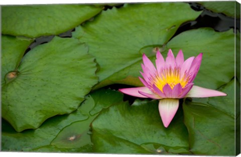 Framed Hong Kong, Chi Lin, Lily pond flower Print