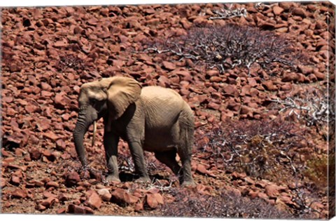 Framed Africa, Namibia, Puros. Desert dwelling elephants of Kaokoland. Print