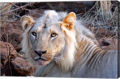 Framed Face of feeding lion, Meru, Kenya Print