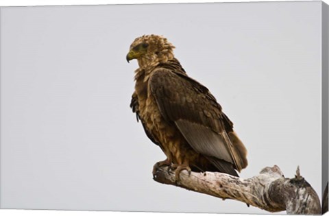 Framed Africa. Tanzania. Bateleur Eagle at Tarangire NP Print