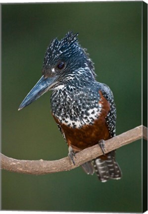 Framed Africa. Tanzania. Giant Kingfisher in Manyara NP. Print