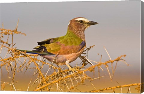 Framed Africa. Tanzania. Rufous-crowned bird, Manyara NP Print