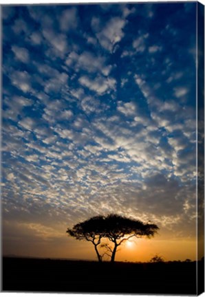 Framed Africa. Tanzania. Sunrise in Serengeti NP. Print