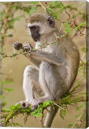 Framed Africa. Tanzania. Vervet Monkey at Manyara NP. Print