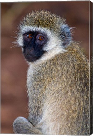 Framed Africa. Tanzania. Vervet Monkey in Tarangire NP. Print
