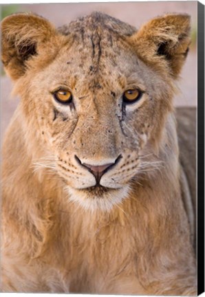 Framed Africa. Tanzania. Young lion in Tarangire NP Print