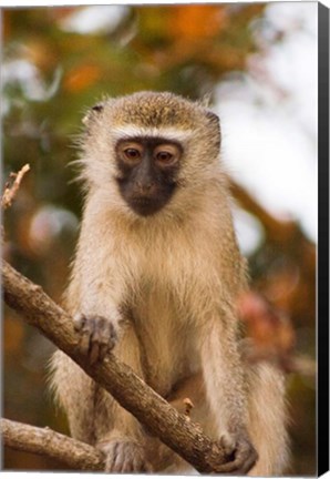 Framed Africa; Malawi; Lengwe National Park; Vervet monkey Print