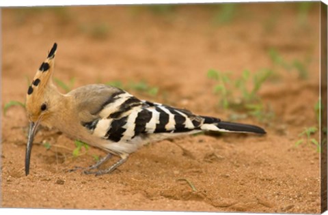 Framed African Hoopoe wildlife, Masai Mara, Kenya Print