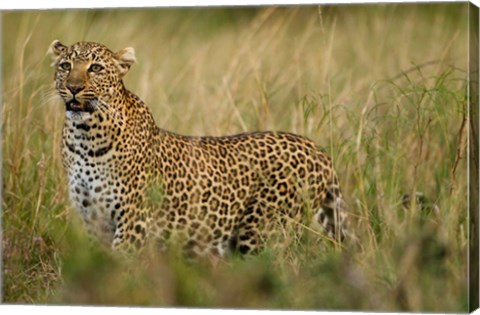 Framed African Leopard hunting in the grass, Masai Mara Game Reserve, Kenya Print