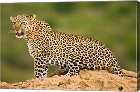 Framed African Leopard, Masai Mara Game Reserve, Kenya Print