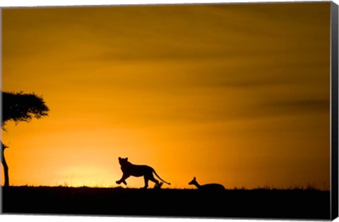 Framed African Lion Chasing Gazelle, Masai Mara, Kenya Print