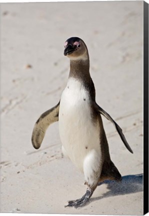 Framed African Penguin, Boulders beach, South Africa Print