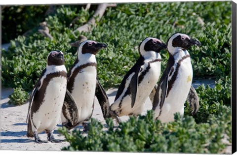 Framed Group of African Penguins, Cape Town, South Africa Print