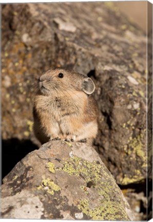 Framed American Pika in rocks, Yellowstone NP, USA Print