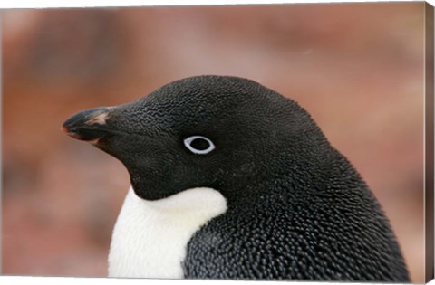 Framed Antarctica, Brown Bluff, Adelie penguin Print