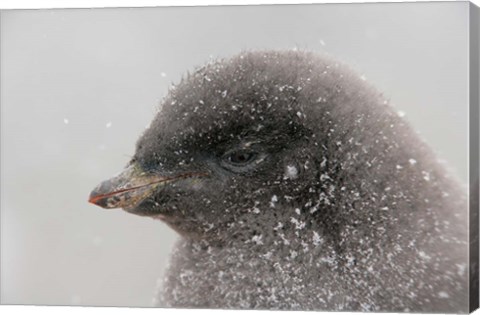 Framed Antarctica, Brown Bluff, Adelie penguin chick Print