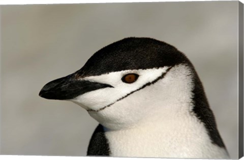 Framed Antarctica, Half Moon Island, Chinstrap penguin Print