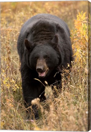 Framed Black Bear walking in brush, Montana Print