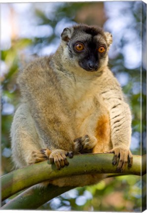 Framed Brown Lemur in a tree in Madagascar Print