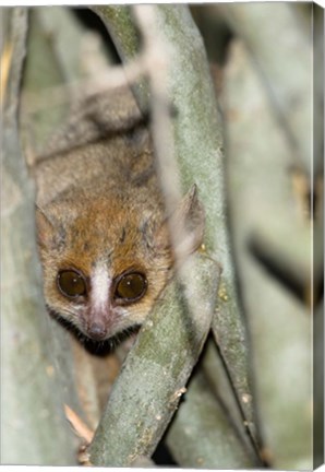 Framed Brown Mouse Lemur, tree trunk in Madagascar Print