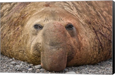 Framed Bull elephant seal, South Georgia Island, Antarctica Print