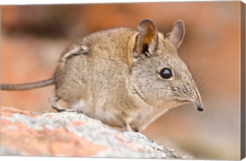 Framed Cape Elephant Shrew, Bushmans Kloof, South Africa Print