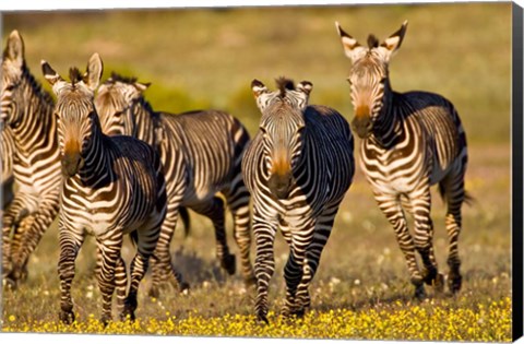 Framed Cape Mountain Zebra, Bushmans Kloof, South Africa Print