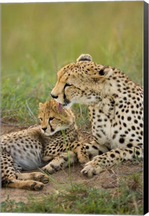 Framed Cheetah with cub in the Masai Mara GR, Kenya Print