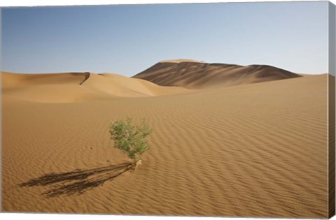 Framed China, Gansu Province. Lone plant casts shadow on Badain Jaran Desert. Print