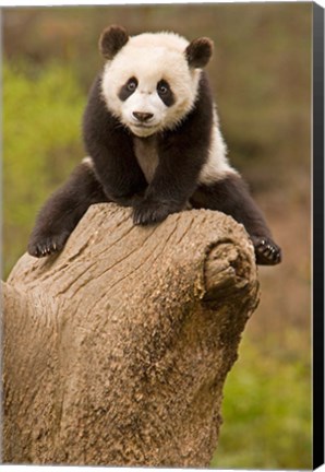 Framed China, Wolong Panda Reserve, Baby Panda bear on stump Print