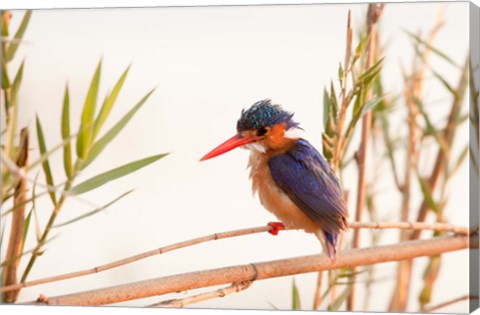 Framed Close-up of Malachite kingfisher, Chobe National Park, Botswana Print