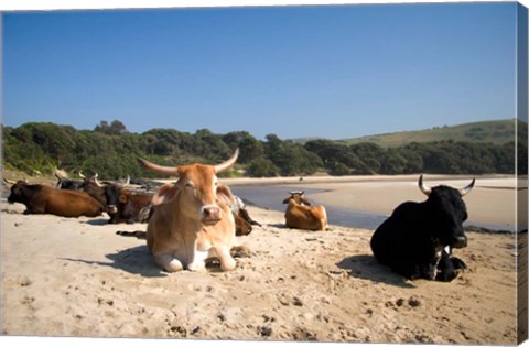 Framed Cows, Farm Animal, Coffee Bay, Transkye, South Africa Print