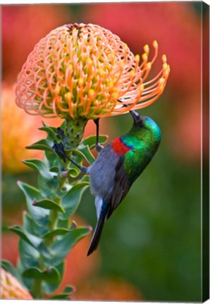 Framed Double-collared Sunbird, South Africa-collared Sunbird, South Africa Print