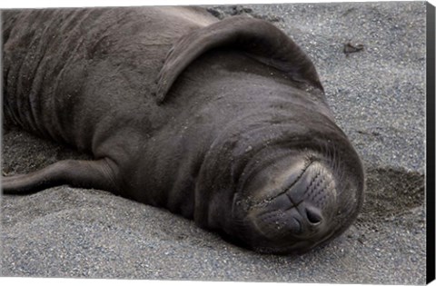 Framed Elephant Seal Pup Sleeps on Beach, South Georgia Island, Antarctica Print