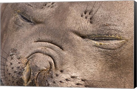 Framed Female elephant seal, South Georgia Island, Antarctica Print