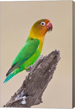 Framed Fischer&#39;s Lovebird tropical bird, Ndutu, Tanzania Print