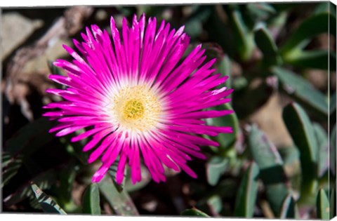 Framed Pink Flower, Kirstenbosch Gardens, South Africa Print